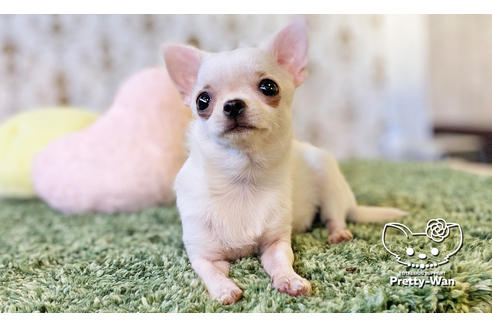 成約済の愛知県のチワワ(スムースコート)-106947の2枚目